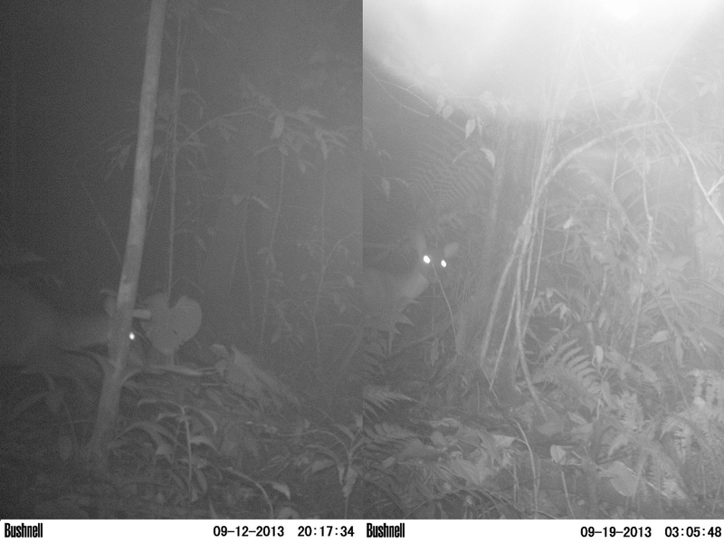 Illustration for article titled The Very Best Camera Trap Photography